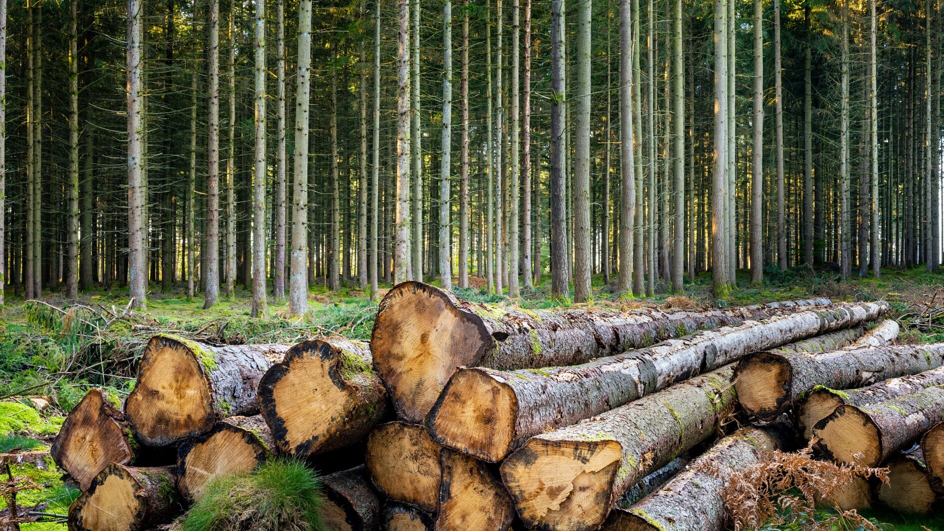Stacked tree logs are placed at the forefront in a forest. Tall, evenly spaced trees with slender trunks fill the background, extending into the distance. The ground is covered with greenery and patches of moss. (This text has been generated by AI)