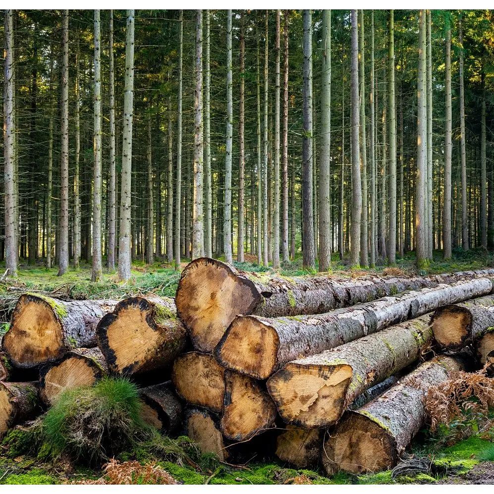 Large logs are stacked on the forest floor in the foreground, with a dense, orderly row of tall trees extending into the background. The ground is covered in green moss and ferns.