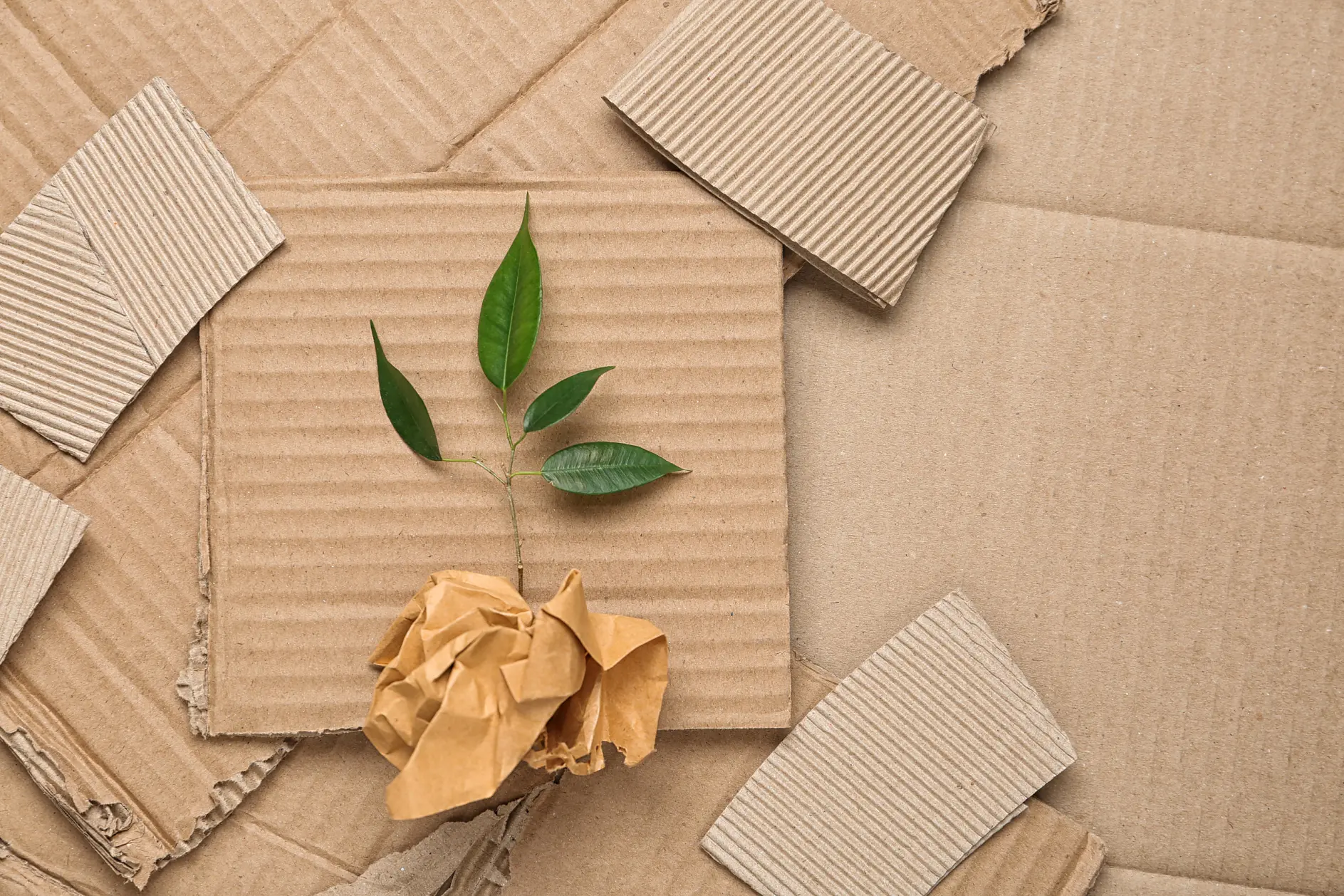 A small green plant sprouting from a crumpled piece of brown paper rests on layers of flat, textured cardboard. The background consists of overlapping pieces of corrugated cardboard, each showing distinctive ridges and edges, all held together securely by tesa tape.