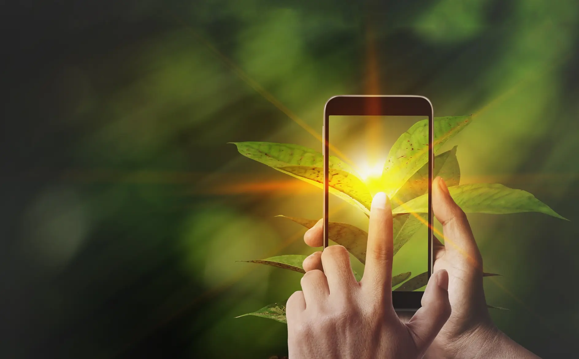 a hand holding a smartphone in front of leafy green foliage, capturing a
photo of it. Sunlight creates a bright flare behind the phone, casting a warm glow on the
leaves and the screen.