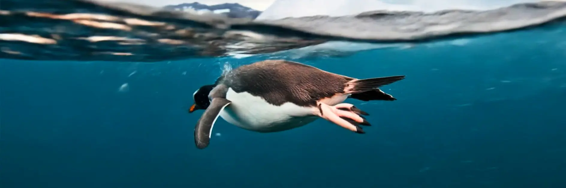 Penguin_16_9_clean