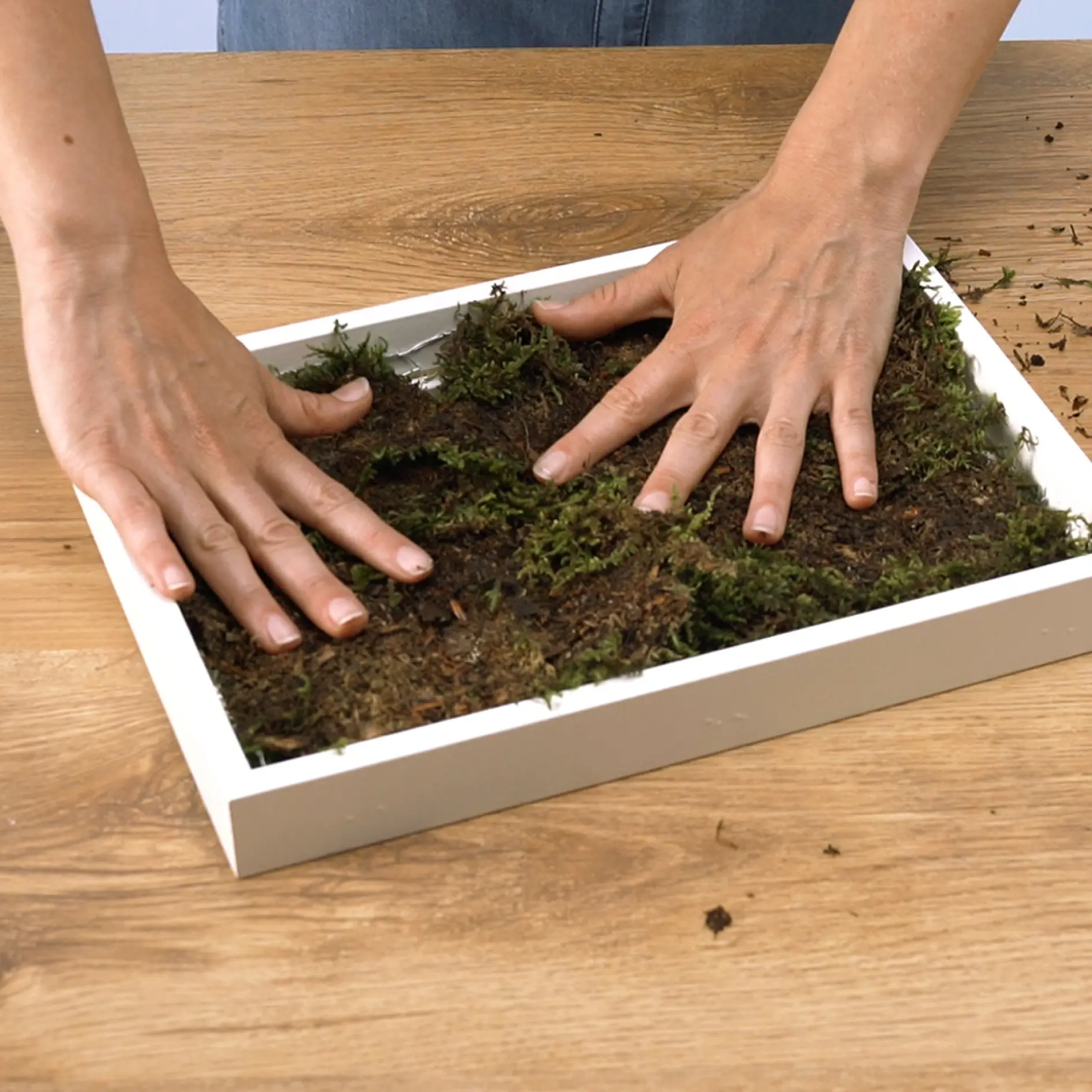 Two hands are pressing down on a layer of moss inside a white rectangular frame on a wooden surface. The person is wearing a blue garment, and they are using tesa tape to secure the moss in place. (This text has been generated by AI)