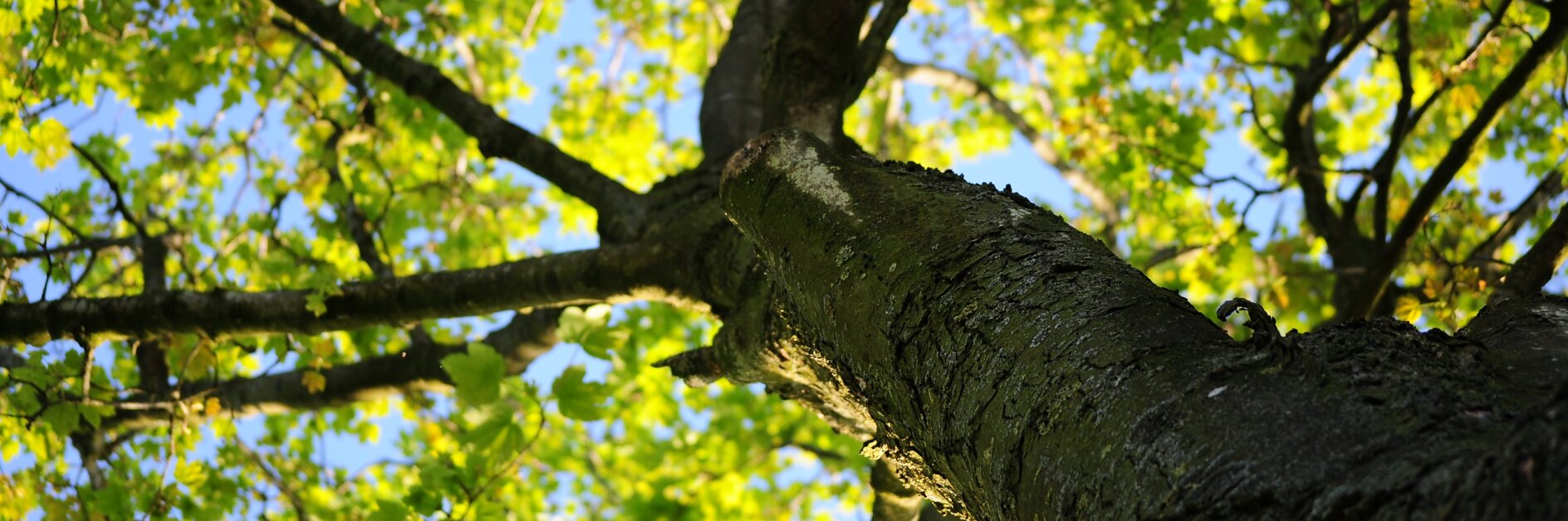 Drzewo w naturalnym środowisku