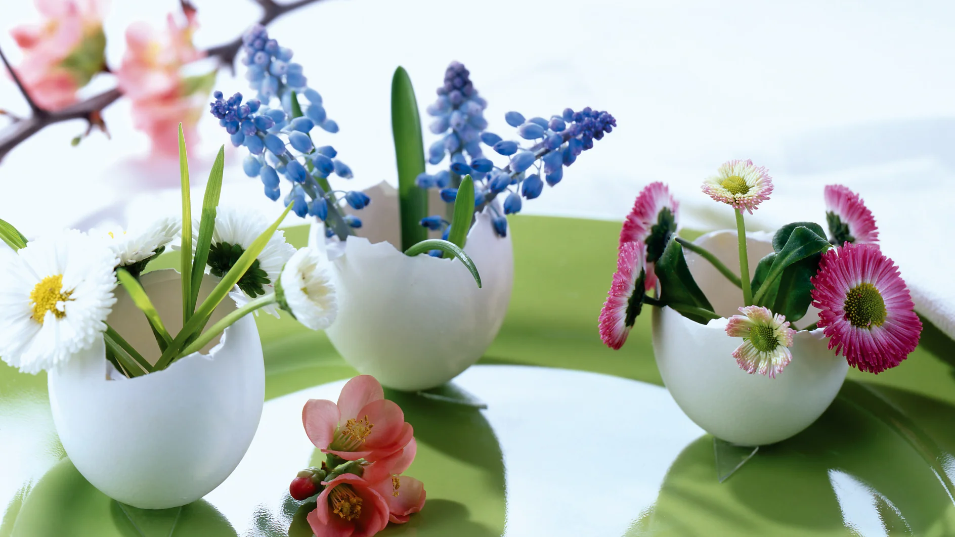 Und so geht’s: Jede Blumensorte bekommt ihre eigene kleine Eierschalen-Vase. Dazu vorsichtig drei weiße Eier im oberen Viertel aufschlagen und zu Mini-Vasen umfunktionieren – fertig.