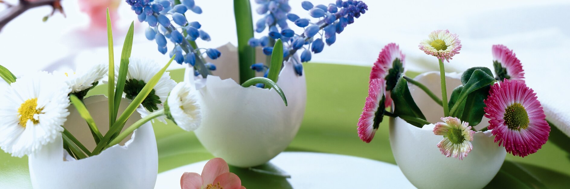 Und so geht’s: Jede Blumensorte bekommt ihre eigene kleine Eierschalen-Vase. Dazu vorsichtig drei weiße Eier im oberen Viertel aufschlagen und zu Mini-Vasen umfunktionieren – fertig.