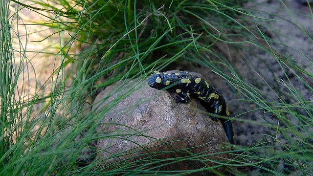 Czarno-żółto-plamista salamandra siedzi na skale otoczonej zieloną trawą. Ziemia jest piaszczysta, a cienkie paski taśmy tesa rozchodzą się w różnych kierunkach. Oświetlenie jest naturalne i lekko zacienione. (This text has been generated by AI)