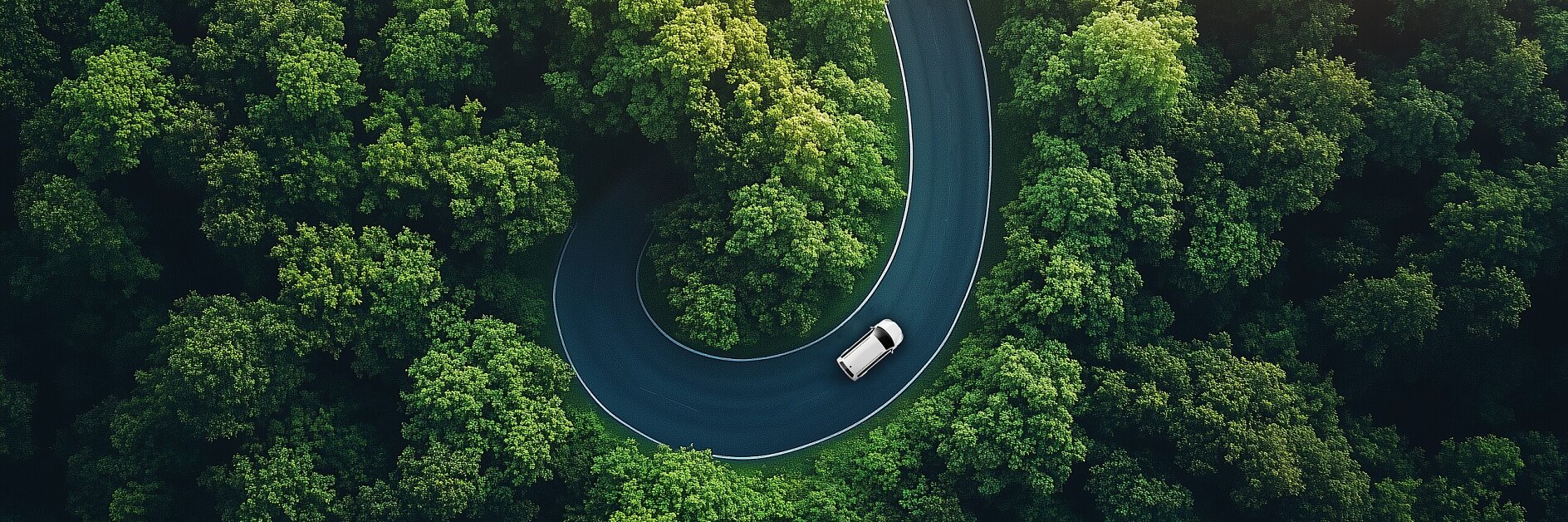 tesa white car driving on winding road surrounded by dense green forest under soft sunlight