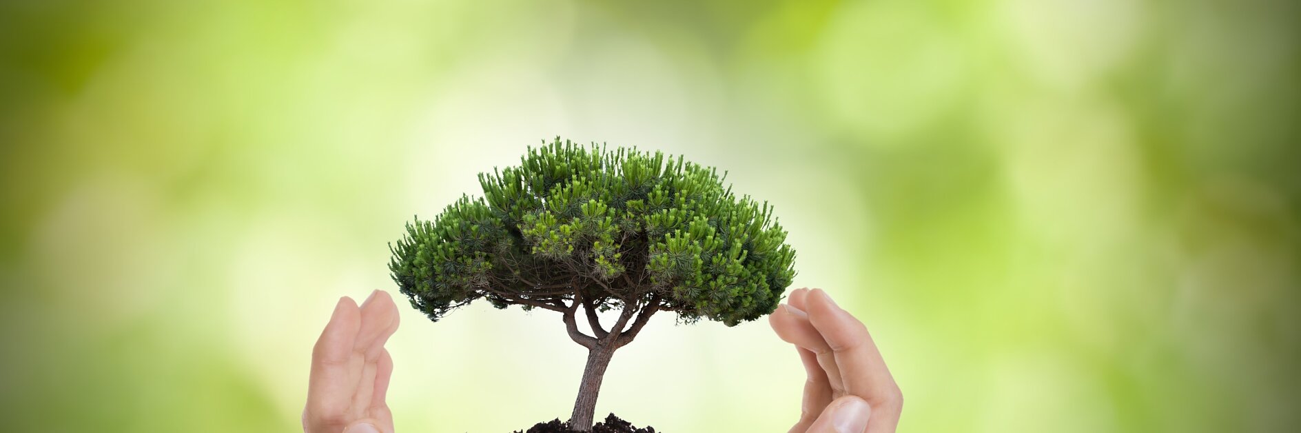 Mãos protegendo árvore, meio-ambiente e natureza protegidos