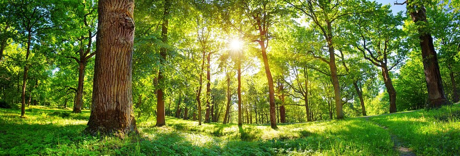 Natureza Natureza