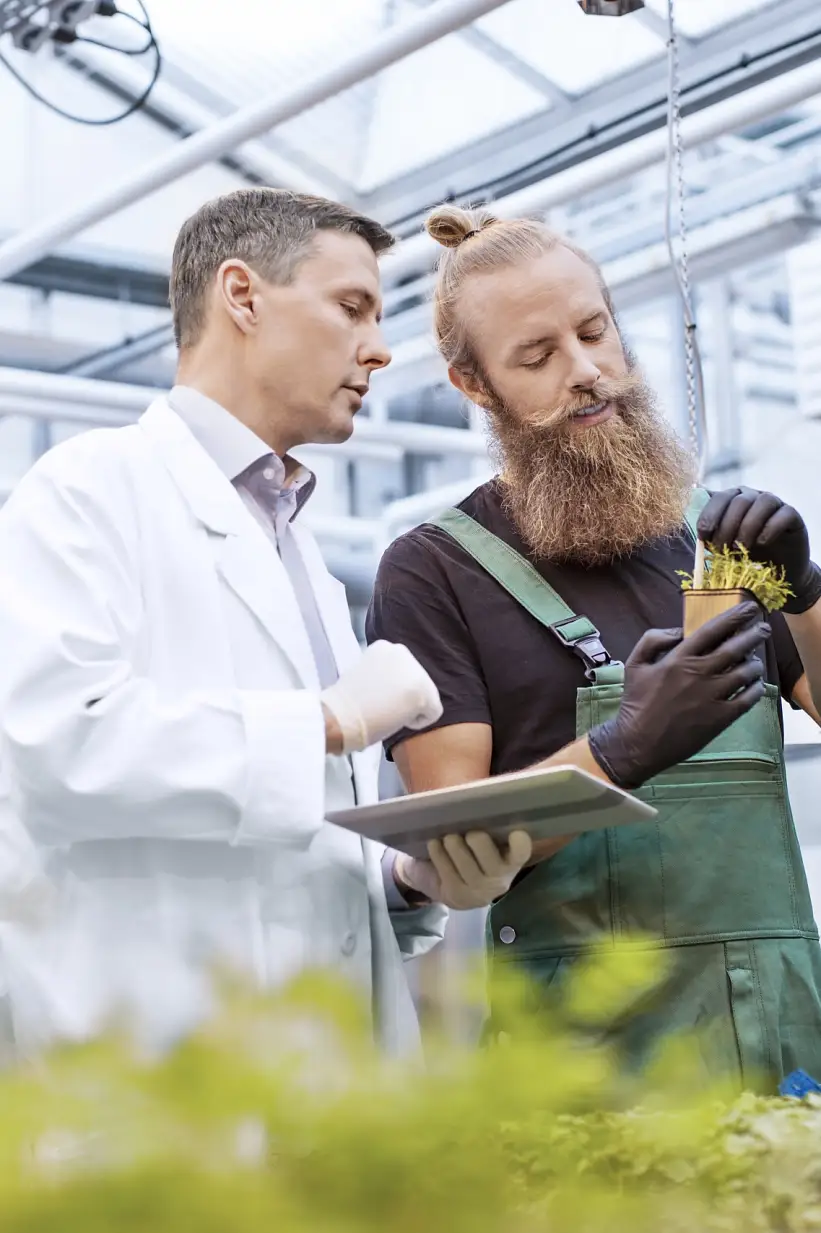 Cientista masculino e trabalhador agrícola a inspecionarem a presença de doenças em plantas em estufa