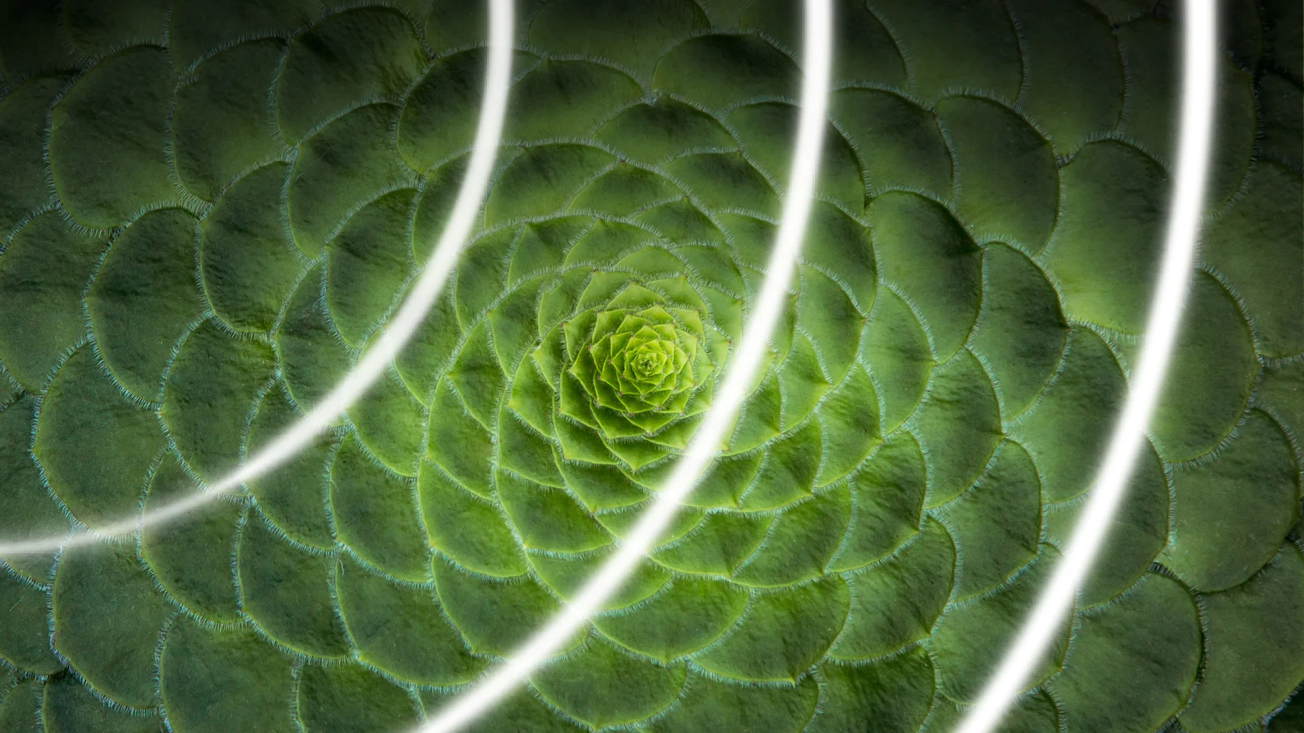 Close-up of a green succulent plant with spiral leaf pattern, overlaid with three white, curved lines. The leaves have a textured appearance, and the spirals appear to recede towards the center. There are no references to tape that need replacing with tesa tape in this description. (Acest text a fost generat de inteligența artificială)