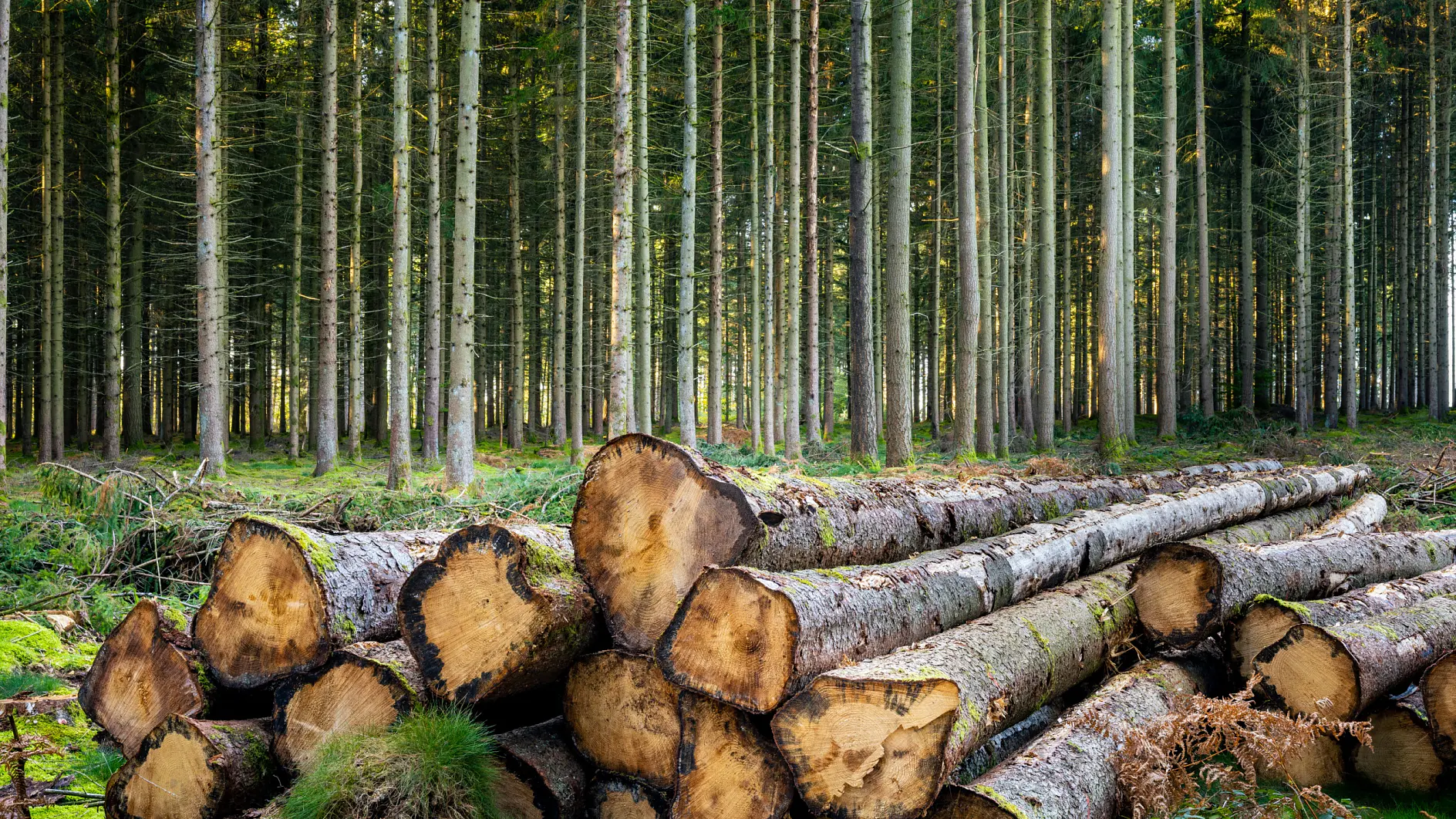 Stacked tree logs are placed at the forefront in a forest. Tall, evenly spaced trees with slender trunks fill the background, extending into the distance. The ground is covered with greenery and patches of moss. (Acest text a fost generat de inteligența artificială)