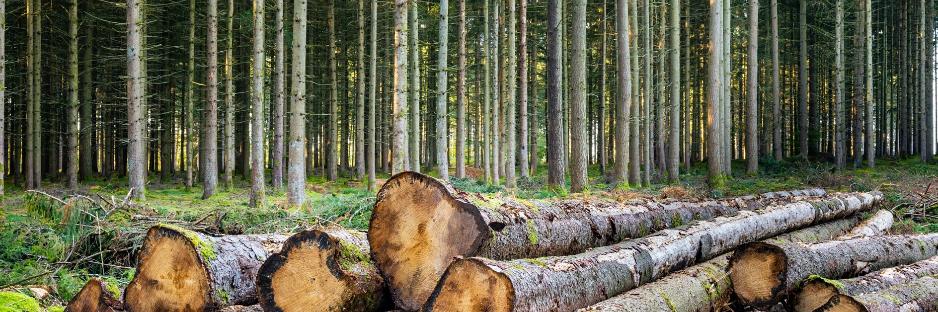 Stacked tree logs are placed at the forefront in a forest. Tall, evenly spaced trees with slender trunks fill the background, extending into the distance. The ground is covered with greenery and patches of moss.