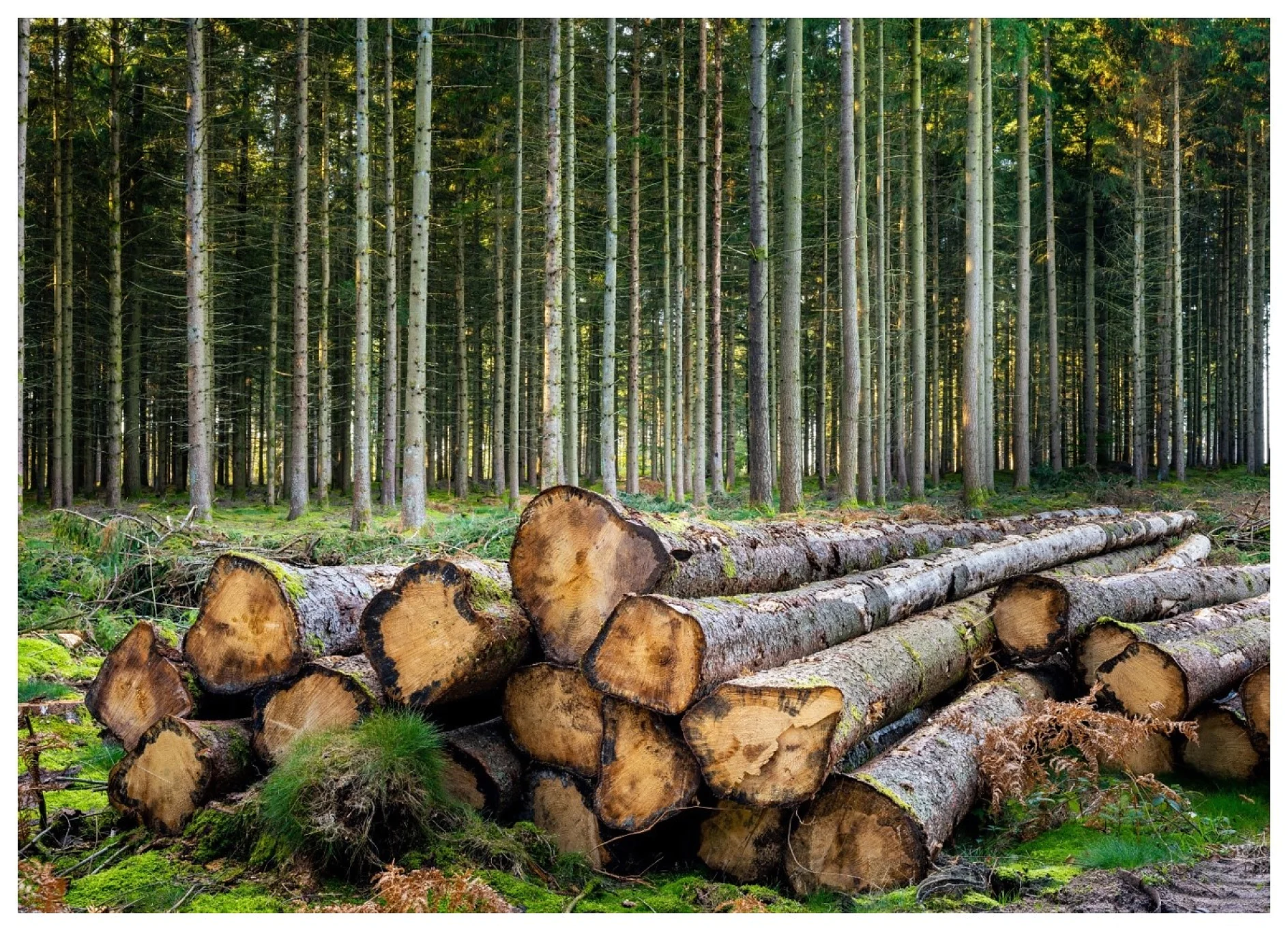 Large logs are stacked on the forest floor in the foreground, with a dense, orderly row of tall trees extending into the background. The ground is covered in green moss and ferns. (This text has been generated by AI)