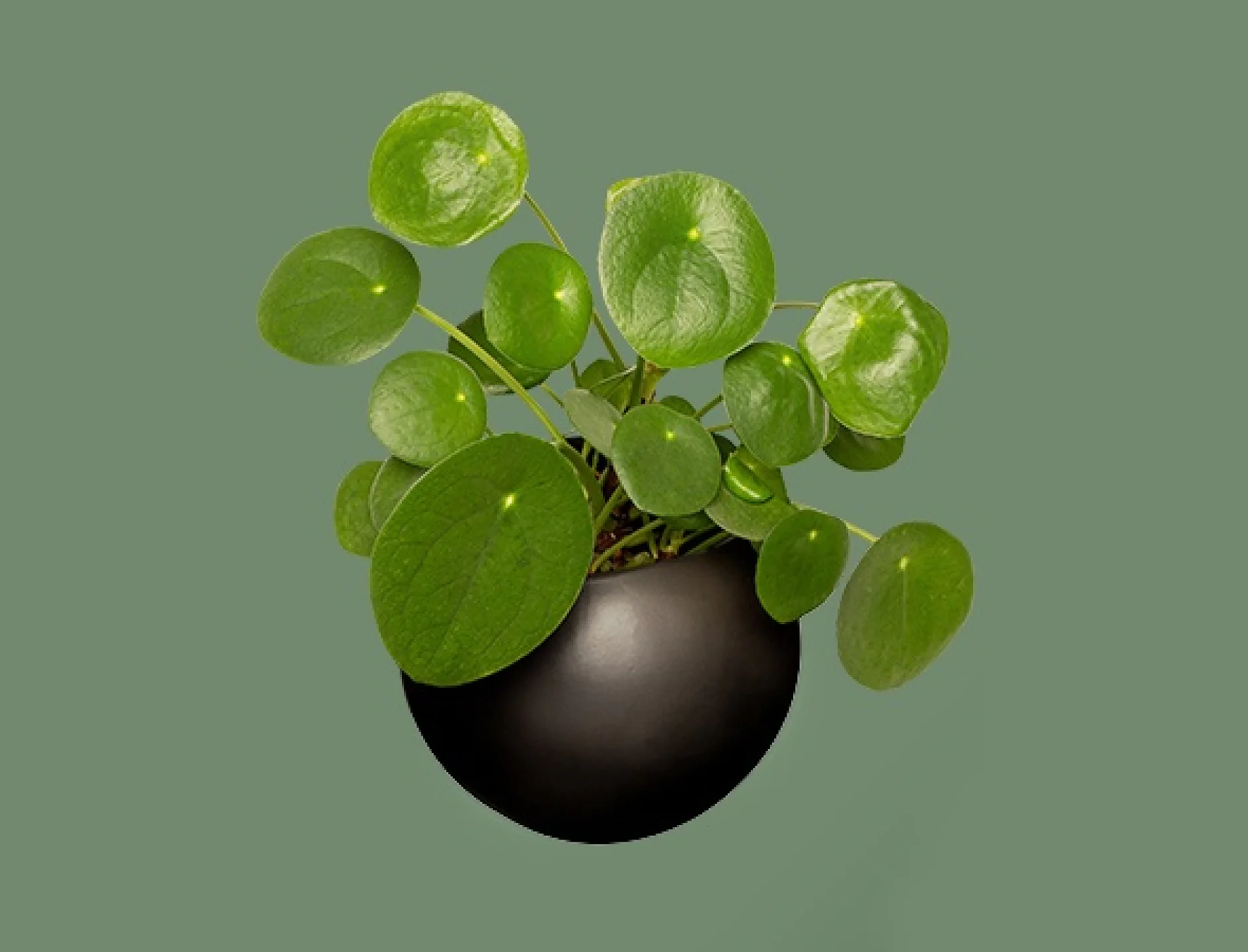 Krukväxt Pilea peperomioides med runda, glänsande gröna blad i en mörk rund kruka mot en mjuk grön bakgrund. (This text has been generated by AI)