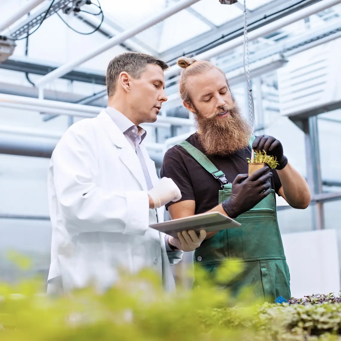 Manlig forskare och arbetare inspekterar växterna för eventuella sjukdomar i ett växthus