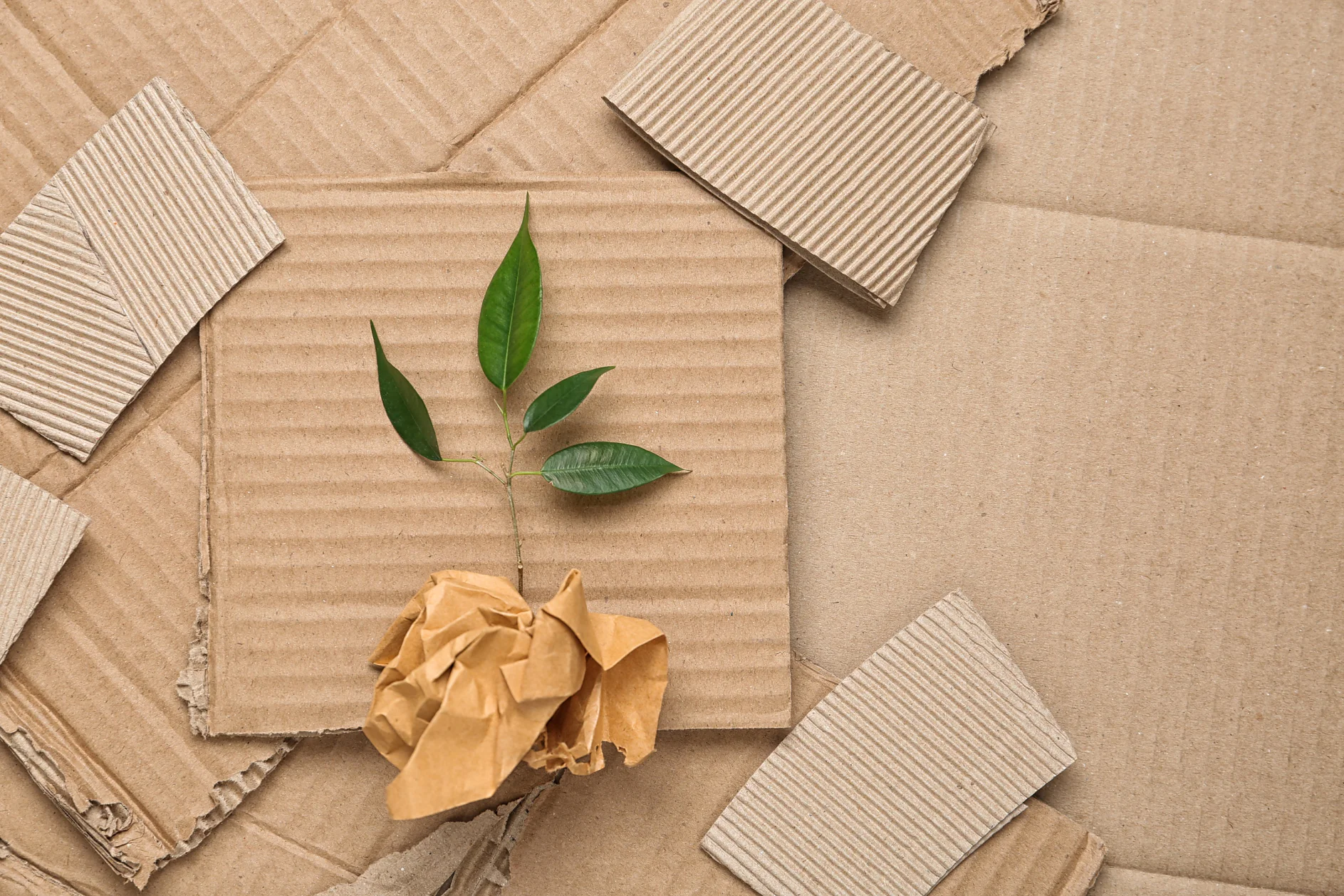 Papiertechnische Stiftung A small green plant sprouting from a crumpled piece of brown paper rests on layers of flat, textured cardboard. The background consists of overlapping pieces of corrugated cardboard, each showing distinctive ridges and edges, all held together securely by tesa tape. (This text has been generated by AI)