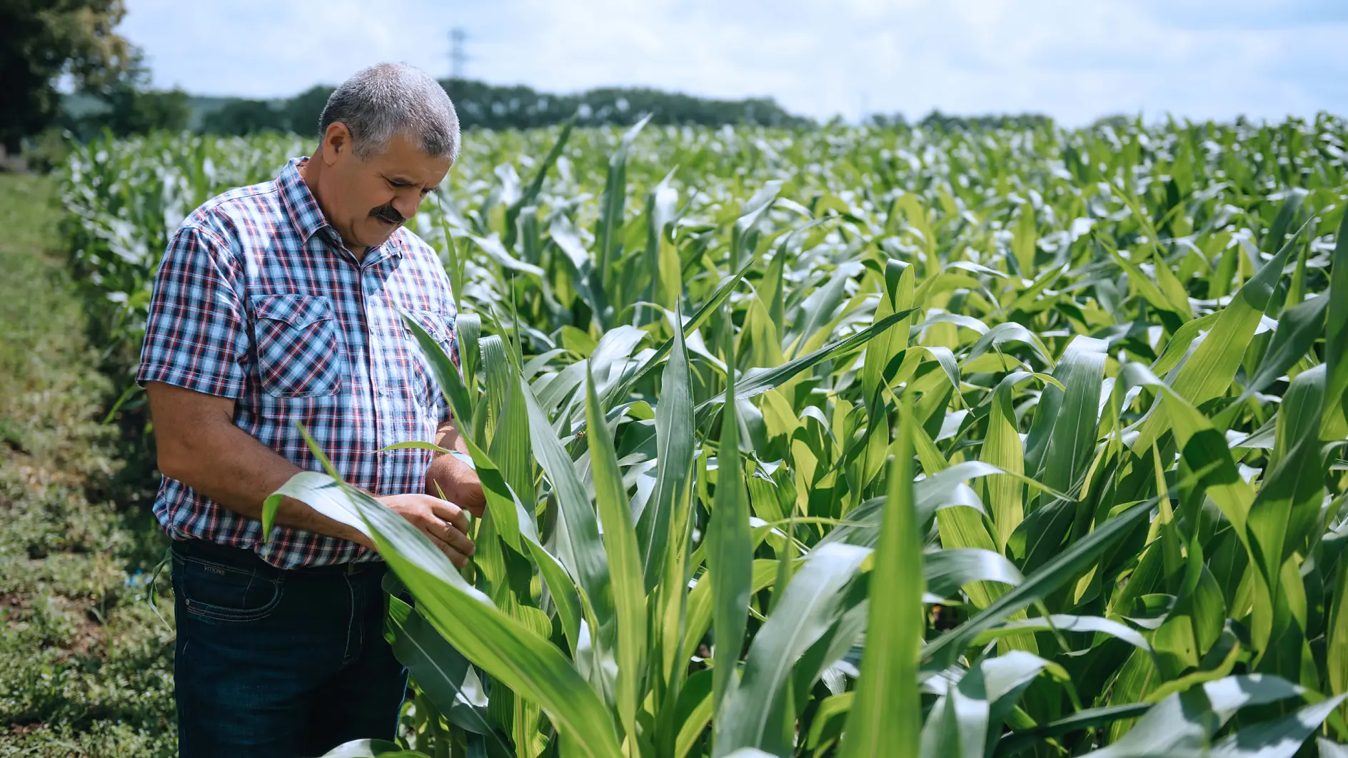 A man wearing a plaid shirt and jeans inspects tall green corn plants in a field. The sky is partly cloudy, and trees are visible in the background.