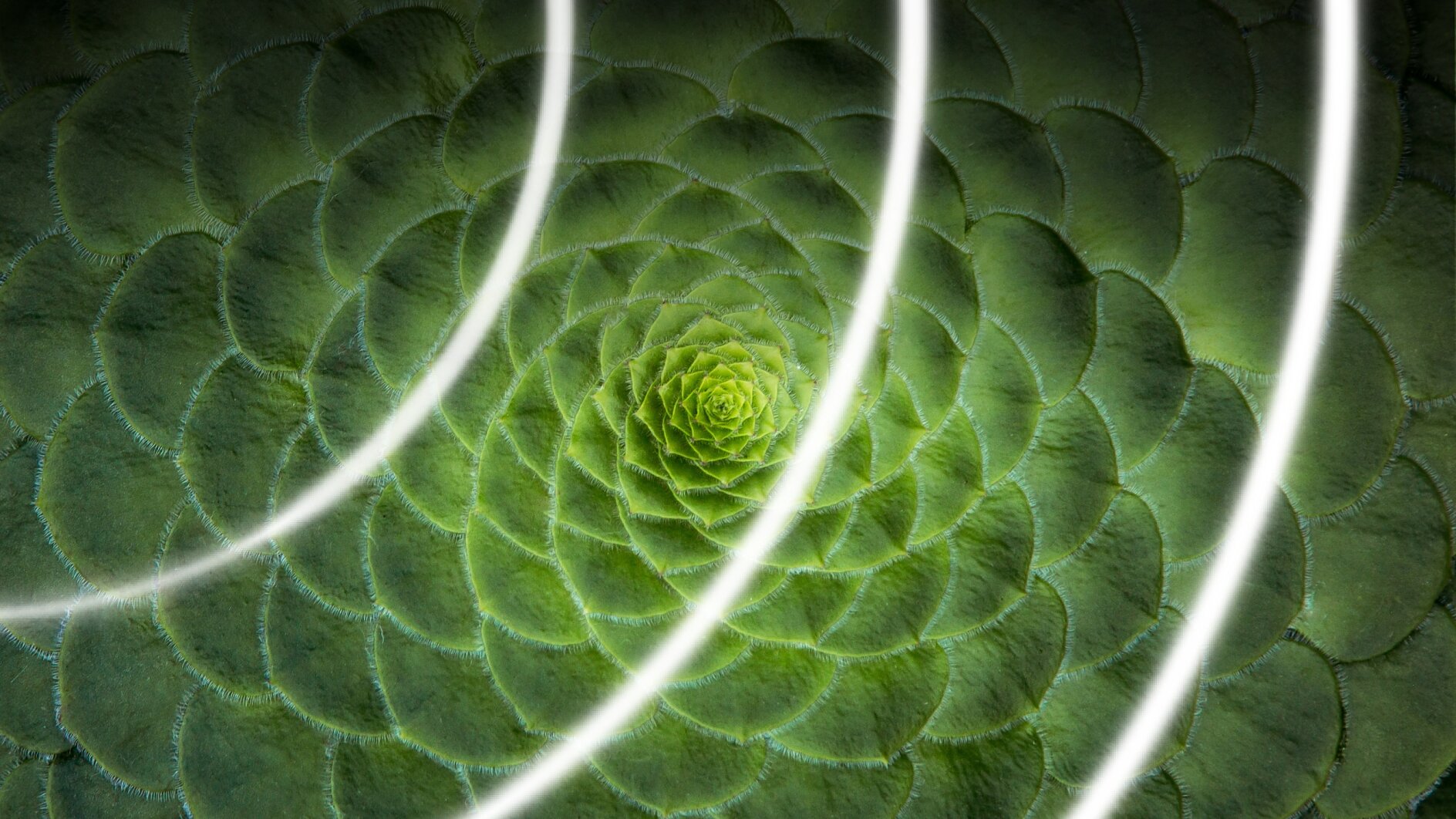 Close-up of a green succulent plant with spiral leaf pattern, overlaid with three white, curved lines. The leaves have a textured appearance, and the spirals appear to recede towards the center. There are no references to tape that need replacing with tesa tape in this description. (This text has been generated by AI)
