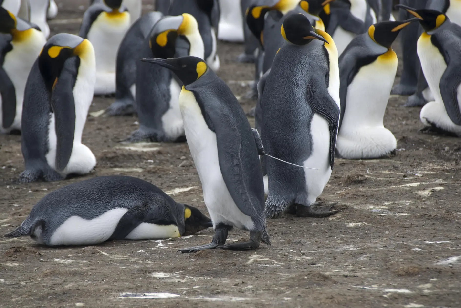 A group of emperor penguins gather on a rocky surface. One penguin stands in the center with its beak pointed downward, while others are either standing or lying on the ground. The penguins have black, white, and yellow markings.
