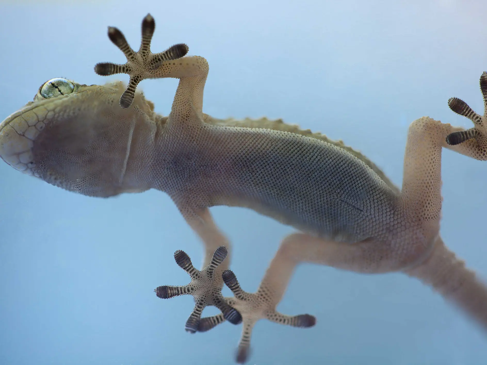 Close-up view of a gecko clinging to a transparent glass surface using tesa tape. The image shows the geckos underside, highlighting its textured skin and detailed toe pads. The background is a gradient of blue hues. (This text has been generated by AI)
