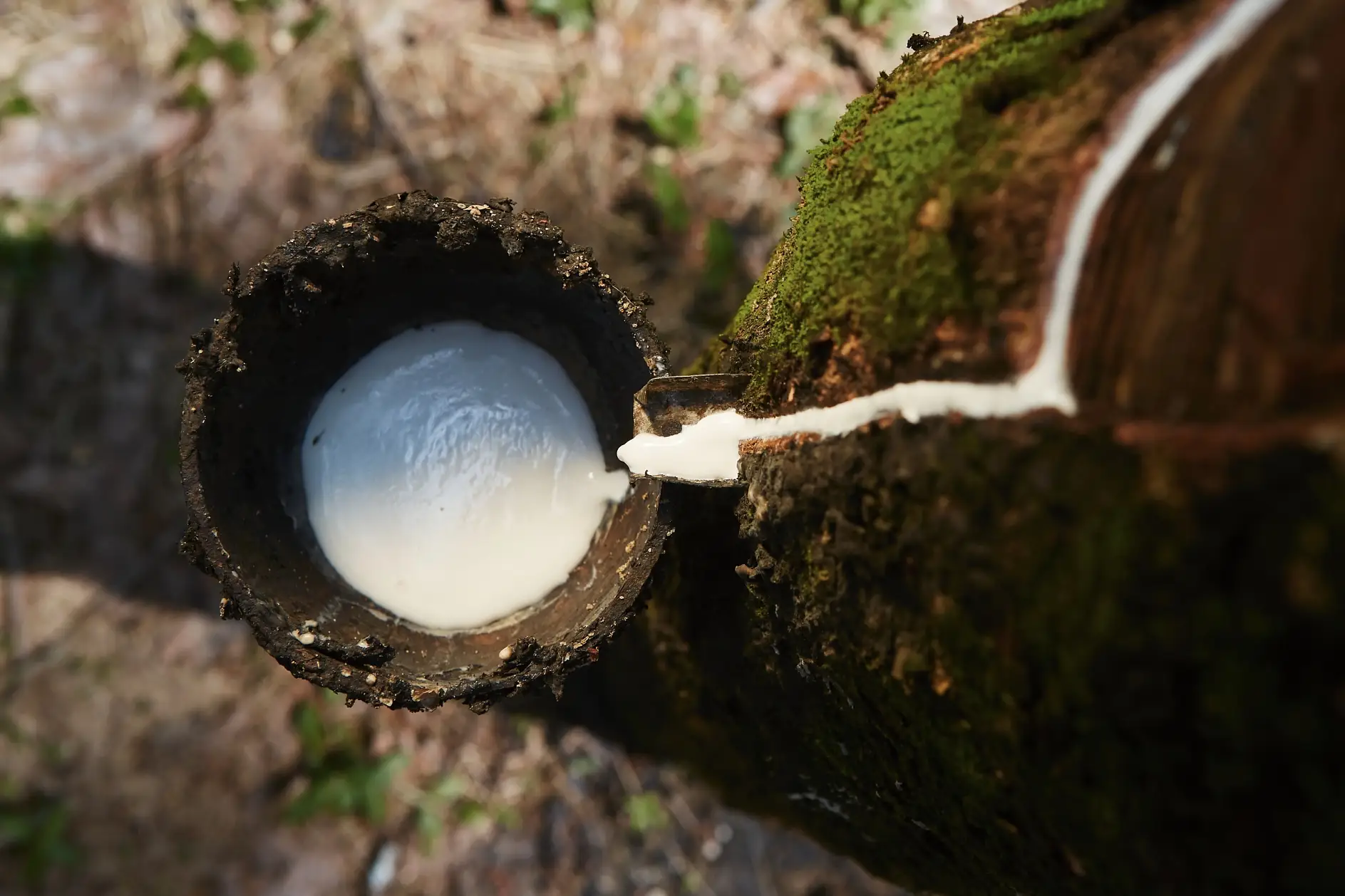 Collecting natural latex from rubber tree.