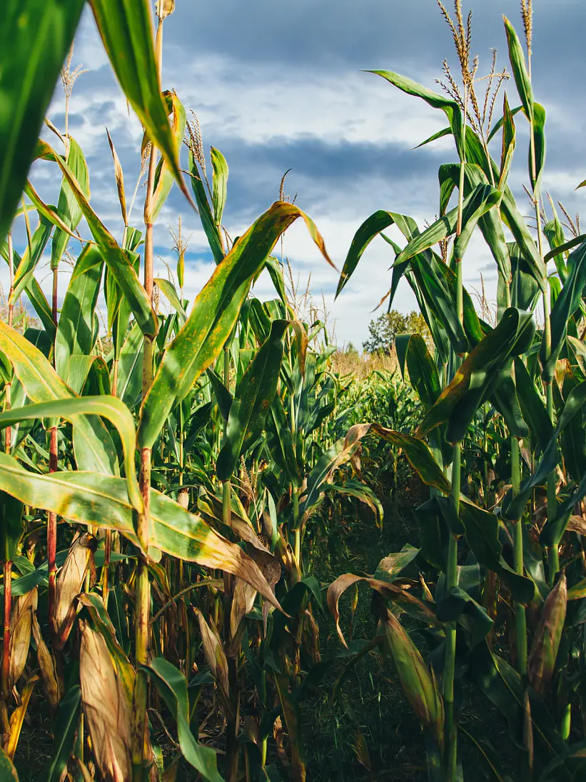 A cornfield with tall green corn plants under a partly cloudy sky. The sunlight highlights the leaves, creating a contrast with darker shadows underneath. The plants are dense, with dry lower leaves indicating maturity. The sky is blue with white clouds.
