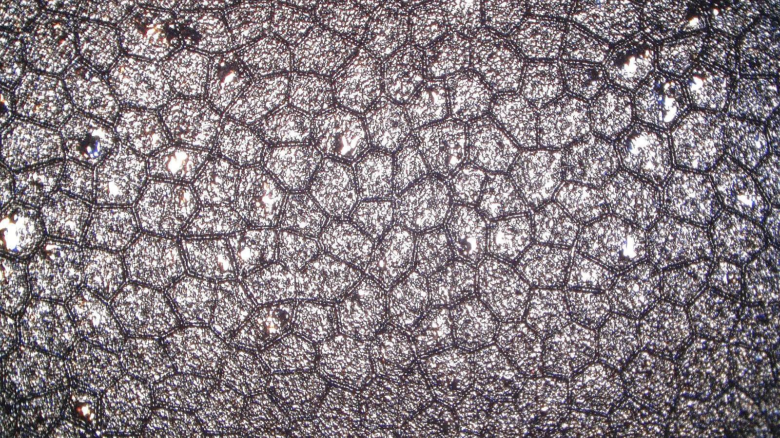 microscopic-view-tesa-softprint-fe-x-ea-liner